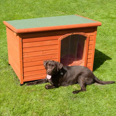 Wooden outdoor kennel with a flat green roof and clear plastic door flap, shown on grass with a large brown dog lying beside it.