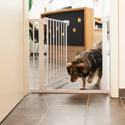Cane passa attraverso un'apertura bianca di cancello di sicurezza per porte, adatto per pet per limitare gli spazi.