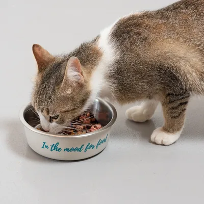 Kissa syö hopeisesta kupista, jossa on teksti 'In the mood for food'.