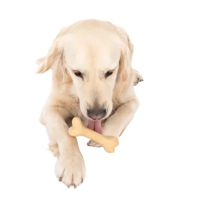 Cane tiene tra le zampe un gioco da masticare a forma di osso in materiale chiaro.