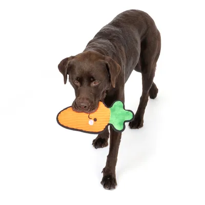 Chien tenant un jouet en forme de carotte orange et verte dans sa gueule, jouet en tissu visible sur fond blanc.