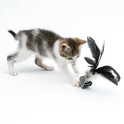 Kattunge leker med en katt­leksak bestående av en boll och svarta fjädrar.