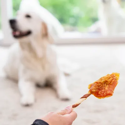 Mano che tiene uno snack da masticare con bastoncino intrecciato e carne essiccata. Sullo sfondo sfocato un cane sdraiato.