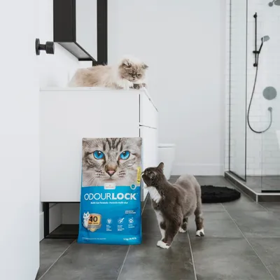 Kissan hiekka OdourLock Multi-Cat Formula, pakkaus sinisin korostuksin ja kissakuvioin. Kaksi kissaa kylpyhuoneessa, toinen tutkii pakkausta.