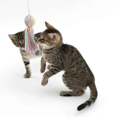 Dos gatos jóvenes juegan con un juguete colorido de hilos y una bola. Adecuado para el entretenimiento de mascotas.