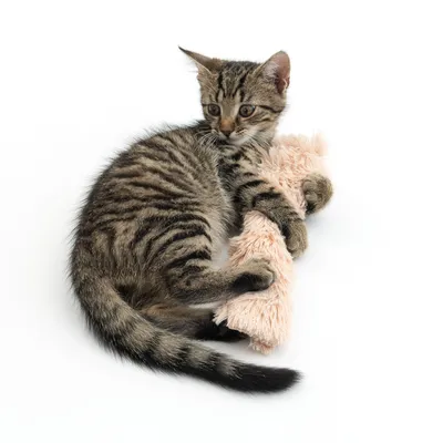 Tigrerad katt leker med ett fluffigt, rosa plyschleksak. Produkten visar användning av en katt­leksak.