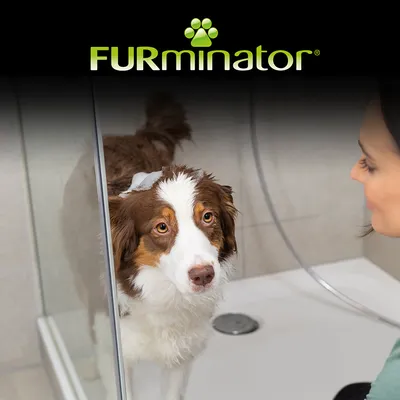 Куче в душ с човек, Furminator-лого отгоре. Показва използване на продукта за грижа за козината.