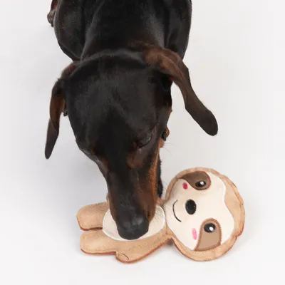 Hund spielt mit einem braunen Plüschspielzeug in Faultierform.
