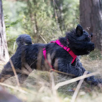 Cane con pettorina rosa che corre in un paesaggio boschivo. Mostra l'uso di una pettorina per cani in movimento.