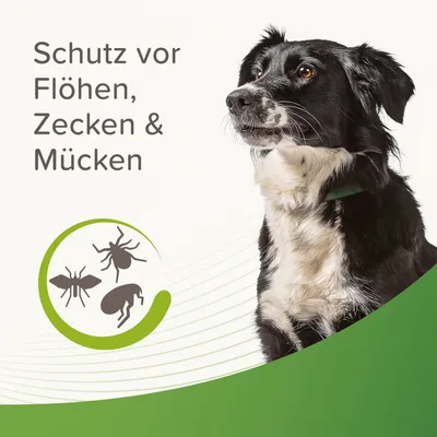 Schutz vor Flöhen, Zecken und Mücken. Symbolgrafik mit Floh, Zecke und Mücke in grünem Kreis.