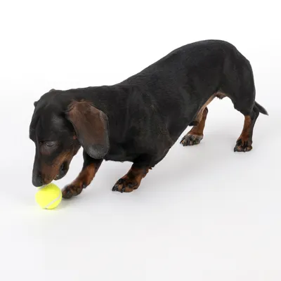 Hond speelt met een gele tennisbal op een witte achtergrond.