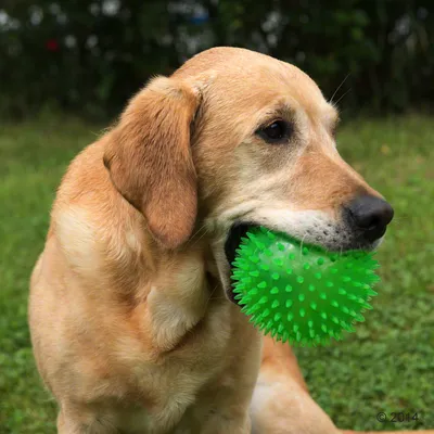 Hund hält grünen Noppenball im Maul, geeignet für Spiel und Training.