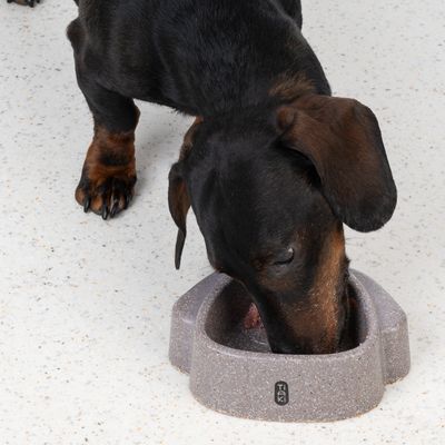 Pies je z szarej miski na karmę z logo Ti-Ki. Miska stoi na jasnej podłodze.
