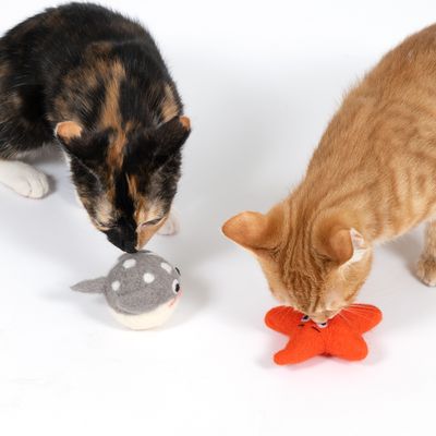 Dwa koty bawią się pluszowymi zabawkami w kształcie szarej ryby i pomarańczowej rozgwiazdy.