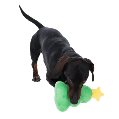 Schwarzer Hund spielt mit grünem Plüschspielzeug in Form eines Weihnachtsbaums mit gelbem Stern.