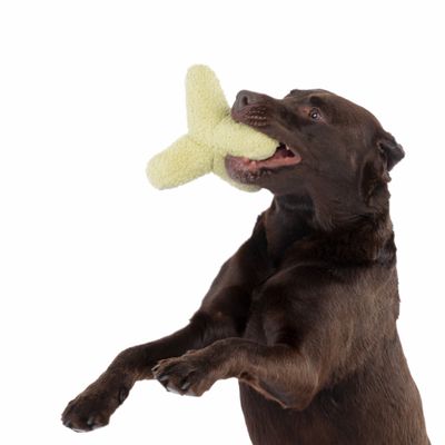 Cane marrone tiene in bocca un gioco di peluche giallo a forma di X.