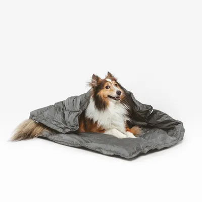 Hund liegt in einer grauen, faltbaren Decke oder Schlafsack. Produkt zeigt Einsatzmöglichkeiten für Haustiere.