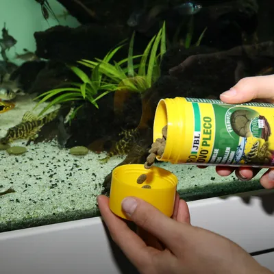 Boîte de nourriture pour poissons JBL Novo Pleco, pastilles versées dans le couvercle devant un aquarium avec poissons et plantes aquatiques visibles en arrière-plan.