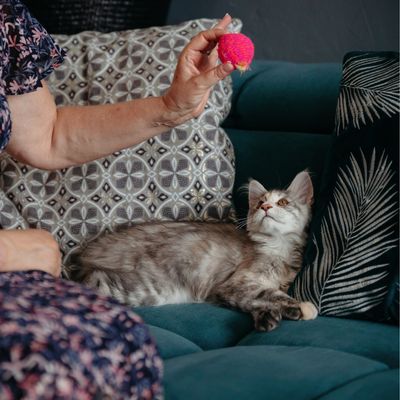 Une personne tient un jouet pour chat rose au-dessus d’un chat allongé sur le canapé, afin de démontrer l’utilisation du jouet.