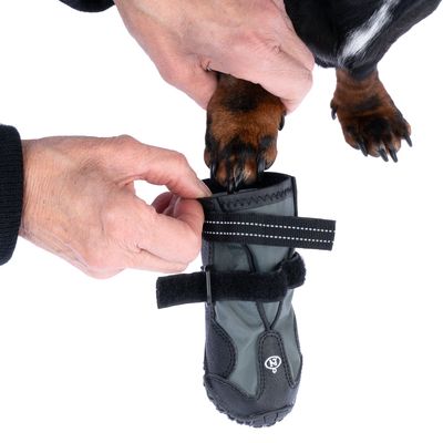 Chien portant une chaussure grise avec semelle noire, fermeture à scratch. Main humaine ajustant la chaussure sur la patte du chien. Logo N visible sur le dessus de la chaussure.