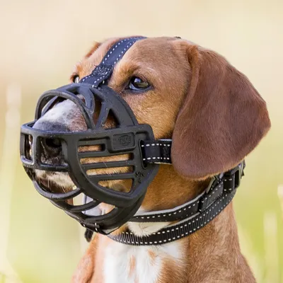 Hund mit schwarzem Maulkorb und verstellbarem Halsband aus Leder, geeignet für Sicherheit und Kontrolle.