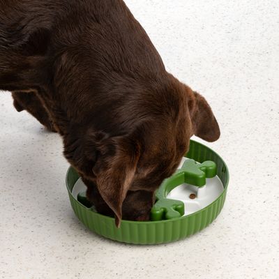Cane che mangia da una ciotola anti-ingozzamento verde con ostacoli a forma di osso che favoriscono un'alimentazione lenta.