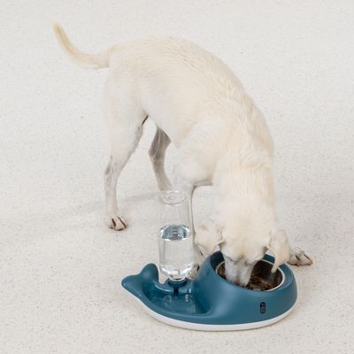Hvid hund spiser af en blå madskål med integreret vanddispenser.