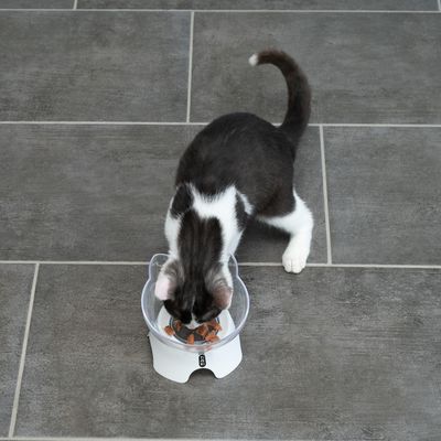 Kleine Katze frisst aus einem erhöhten Futternapf mit transparentem Rand auf grauem Fliesenboden.
