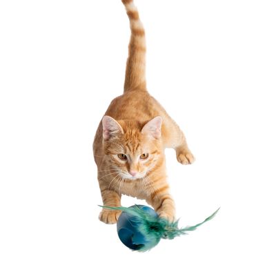 Gato atigrado naranja jugando con una pelota azul de plástico con plumas verdes visibles.
