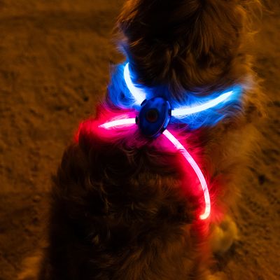 Harnais lumineux pour chien avec bandes LED rouges et bleues allumées, vu de dos sur un chien à poils longs dans l’obscurité. Boîtier central visible sur le dos.