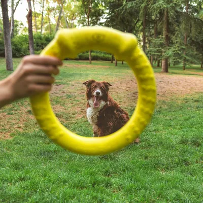 Gelber Wurfspielzeug-Ring in der Hand, Hund im Hintergrund auf einer grünen Wiese.