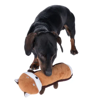 Hund leker med en brun plyschleksak i form av en räv.