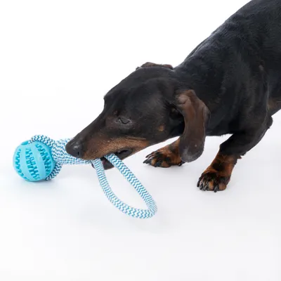 Hund spielt mit blau-weissem Kauspielzeug aus Seil und Ball.