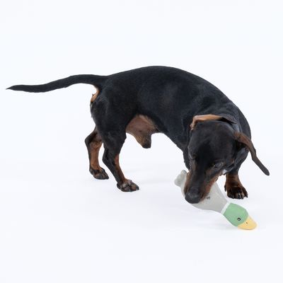 Chien noir et feu tenant un jouet en forme de canard dans sa gueule, sur fond blanc. Jouet en tissu avec tête verte et bec jaune visibles.