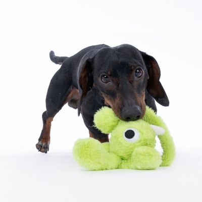 Cane gioca con un gioco di peluche verde a forma di mostro. Il gioco ha grandi occhi e corna.