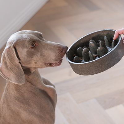 Hund betrachtet einen Anti-Schling-Napf mit erhöhten Strukturen, der von einer Hand gehalten wird.