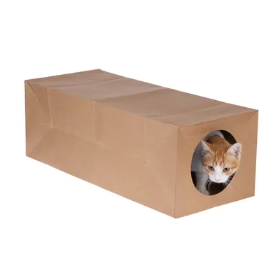 Braune Papierröhre mit rundem Eingang, durch den eine orange-weisse Katze schaut. Produkt zur Unterhaltung von Haustieren.