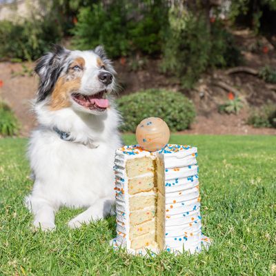 Cane seduto accanto a una torta bianca con confettini colorati e una palla come decorazione. La torta è tagliata per mostrare gli strati.