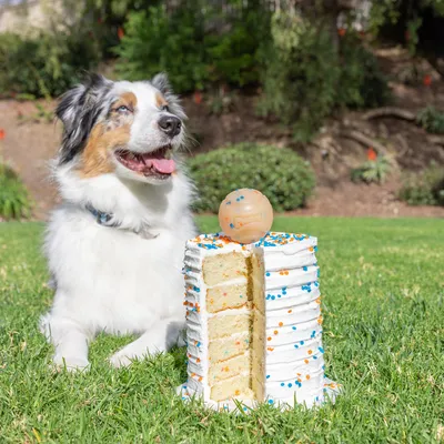 Hund sitzt neben einer weissen Torte mit bunten Streuseln und einem Ball als Dekoration. Torte ist angeschnitten, um die Schichten zu zeigen.