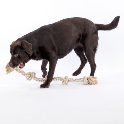 Brown dog playing with a durable rope chew toy with knots at both ends.