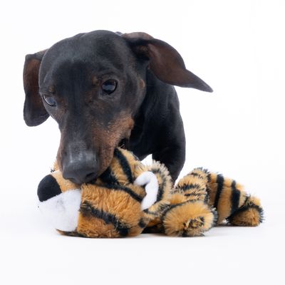 Cane nero gioca con un peluche a righe con aspetto da tigre.