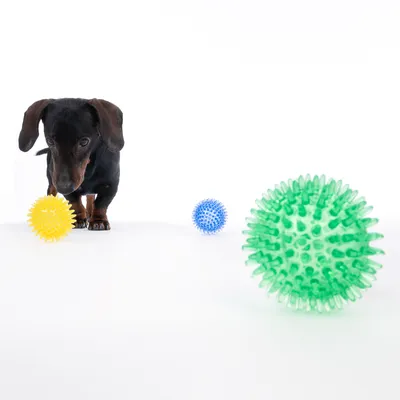 Bassotto con tre palline con nodi colorate in giallo, blu e verde su sfondo bianco.