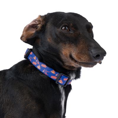 Hund mit blauem Halsband, bedruckt mit roten und gelben Comic-Motiven.