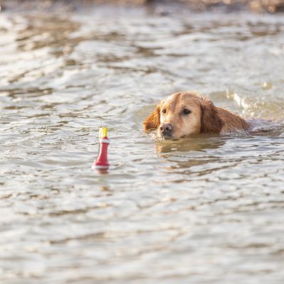 Chien nageant dans l’eau vers un jouet flottant rouge et jaune, accessoire d’entraînement visible à la surface.