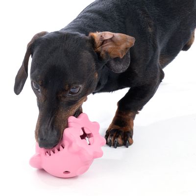 Cane che gioca con un gioco rosa a forma di maiale, adatto per masticare e giocare in modo interattivo.