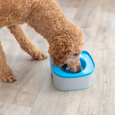 Hund dricker ur en grå vattenskål med blå kant, lämplig för vattenförsörjning till husdjur.