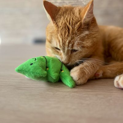 Rote Katze spielt mit grünem Stoffspielzeug in Form einer Erbse auf einem Holzboden.