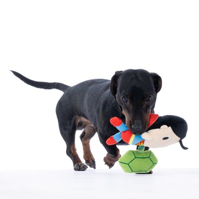 Pies bawi się pluszową zabawką Superman i zieloną piłką. Widoczne zabawki dla zwierząt.