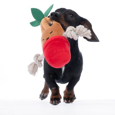 Pes si hraje s plyšovou hračkou ve tvaru mrkve, vybavenou uzly z lana.