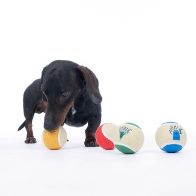 Дакел играе с жълта тенис топка, до него три други топки в червено, зелено и синьо с шарки.